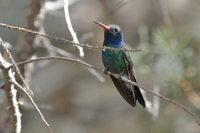 Broad-billed Hummingbird (Male)