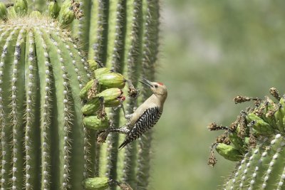 Gila Woodpecker