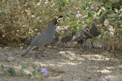 Gambel's Quail Family