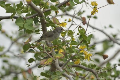 Black-tailed Gnatcatcher (Immature)