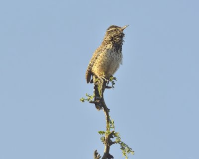 Arizonas State Bird