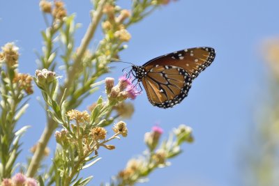 Queen Butterfly