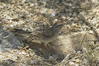 Rufous-winged Sparrow