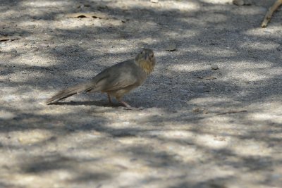 Canyon Towhee