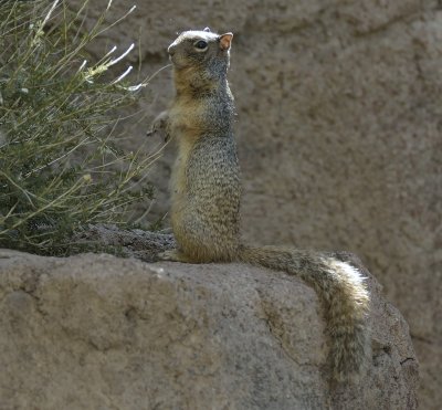 Squirrel (Female)