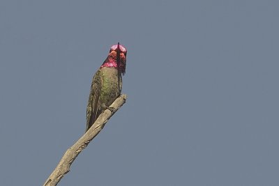 Annas Hummingbird (Male)