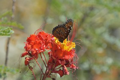 Queen Butterfly