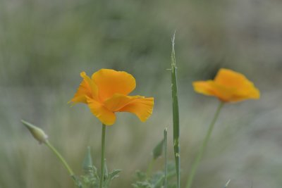 Lowell Observatory Wildflowers