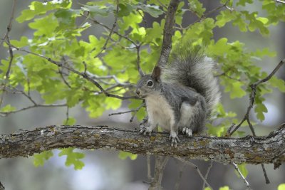 Abert's Squirrel