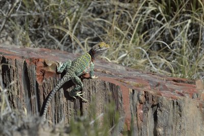 Collared Lizard