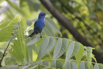 Indigo Bunting