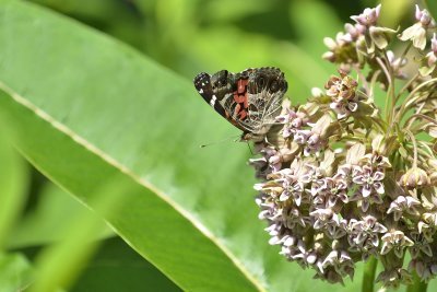 Painted Lady Butterfly