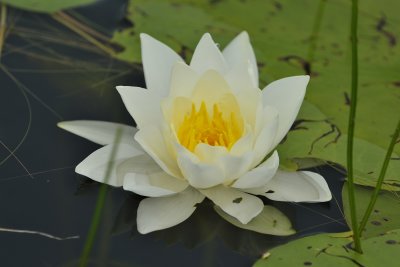 Folsom Pond Lily