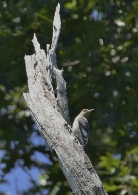 Red-headed Woodpecker (Juvenile)
