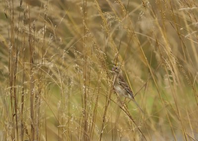 Field Sparrow in Fallow Field