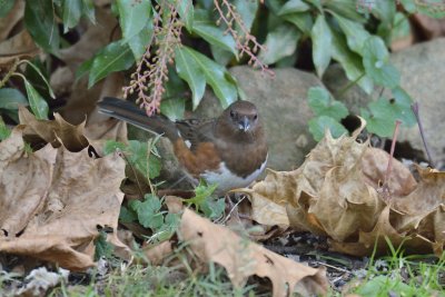 Eastern Towhee (Female)