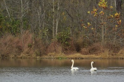 Pair of Trumpeter Swans