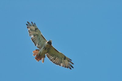 Red-tailed Hawk