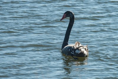 Black Swan