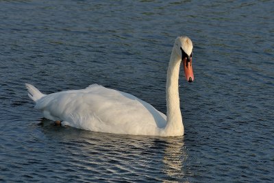 Mute Swan