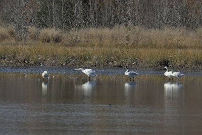 Tundra Swans