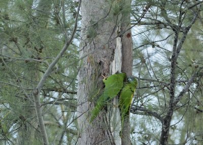 Pair of Blue-crowned Parakeets