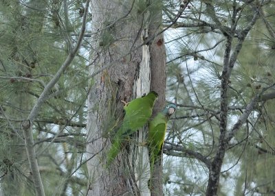 Pair of Blue-crowned Parakeets