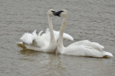 Pair of Trumpeter Swans