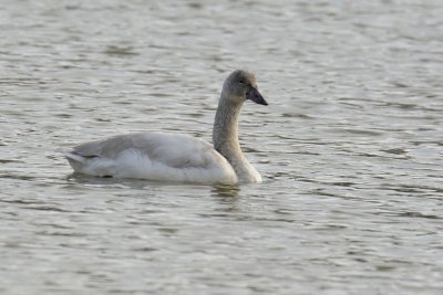 Tundra Swan (Immature)
