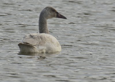 Tundra Swan (Immature)