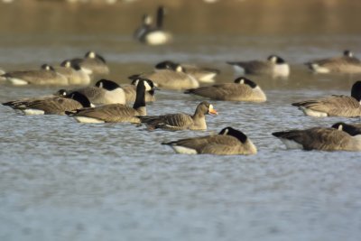 Greater White-fronted Goose