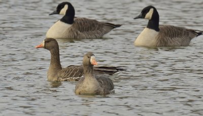 Greater White-fronted Geese