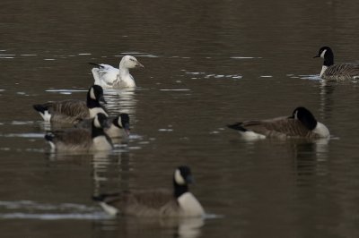 Snow Goose