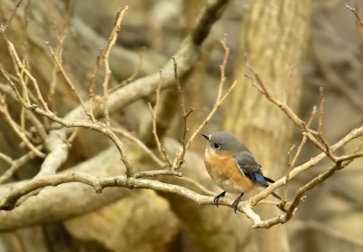 Eastern Bluebird (Female)