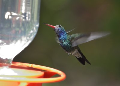 Broad-billed Hummingbird (Male)