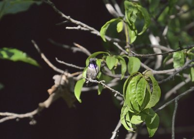 Black-chinned Hummingbird (Male)