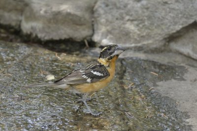 Black-headed Grosbeak (Male)