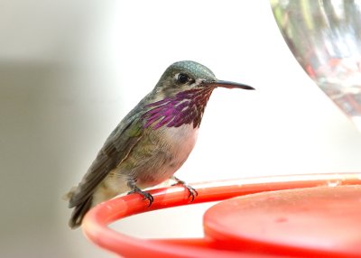 Calliope Hummingbird (Male)