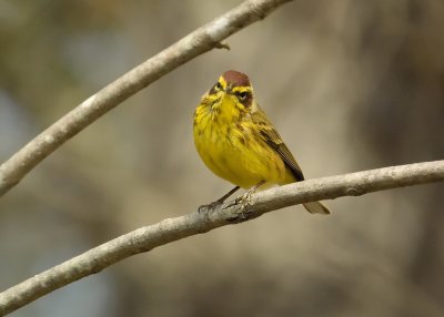 Yellow Palm Warbler