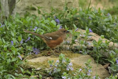 Eastern Towhee (Female)