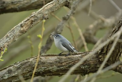 Blue-gray Gnatcatcher (Male)