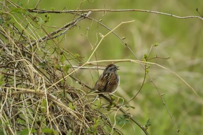 Swamp Sparrow