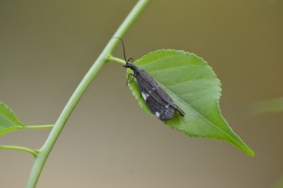 Dark Fishfly