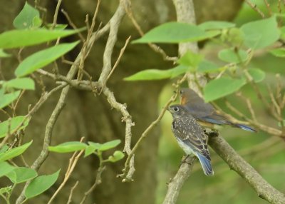 Eastern Bluebirds