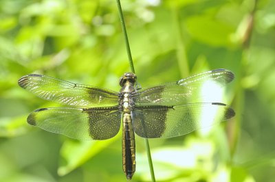 Widow Skimmer Dragonfly (Female)