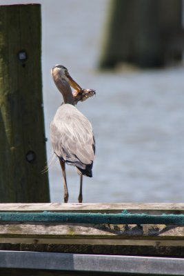 Great Blue Heron with brunch