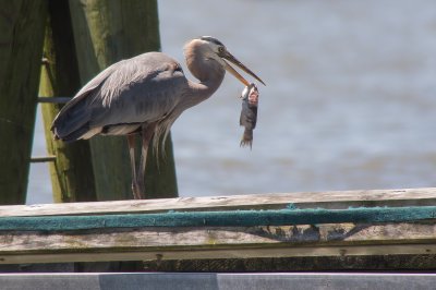 Great Blue Heron with brunch