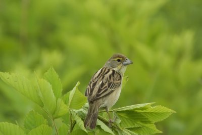 Dickcissel (Female)