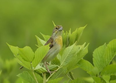 Dickcissel (Female)