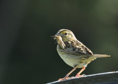 Grasshopper Sparrow with Grasshopper